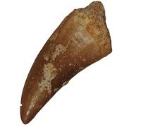 GeoFossils Real FOSSIL MOSASAUR TOOTH - Excellent Fossil - Creataceous Period (65 Million Years+) - FOSSIL DINOSAUR TOOTH - Great Gift Idea