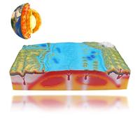Geology Plate Tectonics Model, 3D Crustal Structure Learning Tool for Geography Demonstration in Junior and Senior High Schools