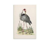 George Edwards Greater Indian Crane Bird Animal Illustration Vintage Classical Aesthetic Canvas Printing Wall Art Prints Wall Decor Posters Living Room Bedroom Home Office 12x18inch(30x45cm)