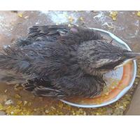 Geraldo the Little Bird