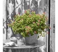 Geranium 'Concolor Lace' 2L Plant. Scented Cherry-Pink Flowers. Pelargonium. Available from Bedwen Plants