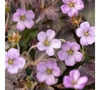 Geranium 'Dusky Crug'. Plug Plant x 4. Pink geranium flowers. Ideal for pollinators. Available from Bedwen Plants