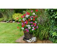 Geranium Flower Power Trio - 3 or 6 Plants with Optional Tower Pot:Six Plants/Without Tower Pot