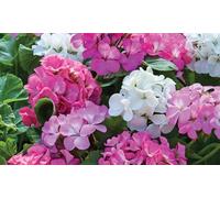 Geranium Jackpot Mixed and Best Red Garden Ready Plant Collection:Geranium JackPot Mixed 24 Garden Ready Plants