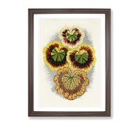 Geranium Leaves By Benjamin Fawcett Vintage Framed Print | A2 Walnut Framed Wall Art | Ready to Hang | Classic Floral Picture | Living Room Bedroom Lounge Office