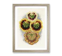Geranium Leaves By Benjamin Fawcett Vintage Framed Print | A4 Oak Framed Wall Art | Ready to Hang | Classic Floral Picture | Living Room Bedroom Lounge Office