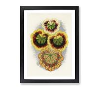 Geranium Leaves By Benjamin Fawcett Vintage Framed Wall Art Print, Ready to Hang Picture for Living Room Bedroom Home Office Décor, Black A4 (34 x 25 cm)