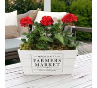 Geranium Red in Farmers Market Trough - Vibrant Ready-Planted Patio Display