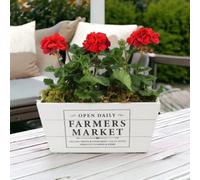 Geranium Red In Farmers Market Trough Vibrant Readyplanted Patio Display Garden Plant