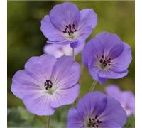 Geranium 'Rozanne' Plant of the Century 9cm / 2L, 9cm