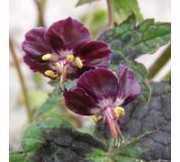 Geranium 'Samobor' 2L Plant. Dark plum purple geranium flowers. Ideal for pollinators. Available from Bedwen Plants