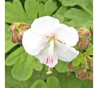 Geranium 'St Ola'. 2L Plant. White cranesbill flowers. Ideal for part-shady spots and ground cover. Available from Bedwen Plants