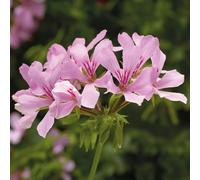 Geranium Super Cascade Appleblossom - 9cm Potted Plants x 3