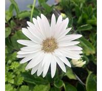 Gerbera 'Garvinea Sweet Frosting'. 2L Plant. White perennial flowers for cutting. Available from Bedwen Plants