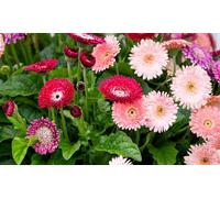 Gerbera ‘Pretty In Pink’ Potted Plants Collection:Three
