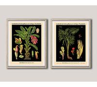 German Botanical Print Set of 2 Botanical Wall Art Prints Botany Decor WB27-36 (13 x 19)