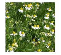 German Chamomile/Matricaria recutita/Herbal Tea/Hardy Annual/Approx 5000 Seeds