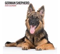 German Shepherd 2026 Modern Calendar