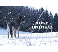 German Shepherd in the Snow Pack of 5 Merry Christmas Greeting Cards 125mm x 178mm Including Envelopes GC483PCK5