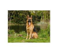 German Shepherd on the grass by the river，Paper Jigsaws Puzzles for Adults 1000 Jigsaw Puzzle, Decompressing Intellectual Educational Toy for Kids（38x26cm）-M17