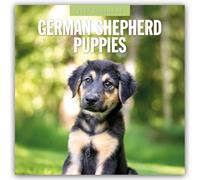 German Shepherd Puppies 2027 Square Wall Calendar: Original Red Robin Publishing Ltd-Kalender [Mehrsprachig] [Kalender]