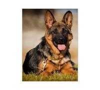 German Shepherd puppy, five months old, lying in the grass，1000 Piece Paper Puzzle for An Unforgettable Family Activity - Suitable for All Ages（50x70cm）-J63