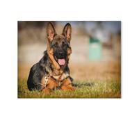 German Shepherd puppy, five months old, lying in the grass，Jigsaw Puzzles Puzzles for Adults Kids. 1000 PieceEducational Game Home Decoration for Adults& Kids Age 14 Years Up 1000pcs（75x50cm）-J62