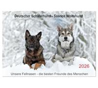 German Shepherd - Saarlos Wolfhound (Desk Calendar 2026 DIN A5 Landscape), CALVENDO Monthly Calendar