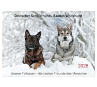 German Shepherd - Saarlos Wolfhound (Wall Calendar 2026 DIN A3 Landscape), CALVENDO Monthly Calendar