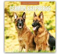 German Shepherds 2026 Square Wall Calendar: Original Red Robin Publishing Ltd-Kalender [Mehrsprachig] [Kalender]