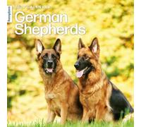 German Shepherds 2027 Wall Calendar | Sunsphere by Marble City Press
