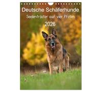 German Shepherds - Soul Comforter on Four Paws (Wall Calendar 2026 DIN A4 High), CALVENDO Monthly Calendar: Shepherds - They Are Getting Older (Calvendo Animals)
