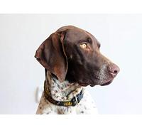 German Short Haired Pointer Greeting Card - Landscape