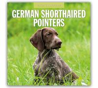 German Shorthaired Pointers 2026 Square Wall Calendar