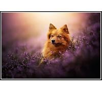 German Spitz Cute Pet Dog Animal 5D Diamond Painting Kit for Adults Kids, DIY Arts Craft for Home Wall Decor Birthday Gifts