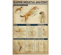 Geroclonup 30 * 40cm Canine Skeletal Anatomy Knowledge Metal Tin Signs Home Bedroom People Cave Bathroom Living Room Cafe Kitchen Home Wall Decor Retro Print Poster Best Funny Gift Plaque
