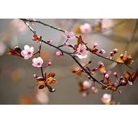 Geroclonup 5D Full Drill Diamond Painting Japanese Cherry Blossom Scenery Kits for Adults Paint by Numbers DIY Gem Art Craft for Kids Gift Wall Decor, 12 x 21 inches