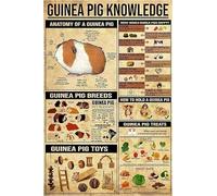 Geroclonup Metal Tin Signs Metal Signs Guinea Pig Knowledge Signs Home Decor Vintage - 30x40cm