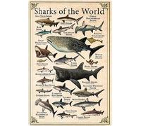 Geroclonup Sharks Of The World Metal Tin Signs Shark Types Knowledge Posters Shark Science Infographic Plaques Home Farmhouse Wall Decor 20x30cm