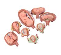 Gestation Model Kit, 8-Piece Fetus Development Set for Stages of Pregnancy and Embryonic Development with Removable Parts
