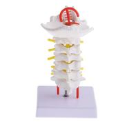 GETAJGHSD 1pc Cervical Spine Anatomy Model Intervertebral Simulation Prop for Realistic Design for Chiropractors and Students Anatomical Teaching Aid