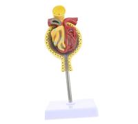 GETAJGHSD 1pc Human Glomerulus Anatomical Model with Base for Medical Teaching Safe Environmental Friendly Glomerulus Model for Schools Laboratories for Nursing Anatomy Education