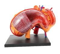 GETAJGHSD 1pc Stomach Anatomical Model Realistic Educational Supply for Human Anatomy Lightweight Portable Teaching Aid for Biology Students Design for Deep Understanding of Human Stomach