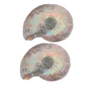 GETAJGHSD 2Pcs Natural Ammonite Specimen Educational Ammonite Models Unique Decor for Home Office Display for Nature Lovers and Enthusiasts