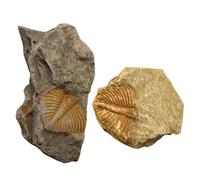 GETAJGHSD 2Pcs Trilobite Tail Ancient Remains Specimens Natural Paleontology Samples for Science Education Classroom Teaching Desktop Ornament Collection