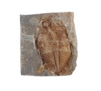 GETAJGHSD Authentic Trilobite Specimen for Education and Paleontology, Ancient Marine Stone Display for Collectors, Desktop Adornment for Home or Office