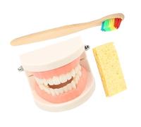 GETAJGHSD Brushing Suit for Boys and Girls Teeth Cleaning Education Standard Teeth Model Kit for Practice for Teaching