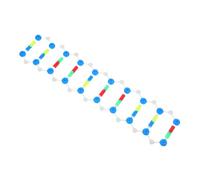 GETAJGHSD Double Helix Structure Dna Model Kit for Students Interactive Biology Teaching Aid Visual Gene Structure Learning Tool for Classroom Demonstrations and Educational Experiments