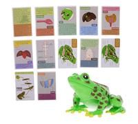 GETAJGHSD Frog Dissection Model Science for Boys and Girls Educational Biology Anatomy Toy Detachable Organs