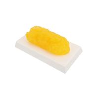 GETAJGHSD Human Fatty Tissue Model Anatomical Demonstration Device for Students Realistic Fat Simulation Great Educational Tool for Nutrition and Health Studies